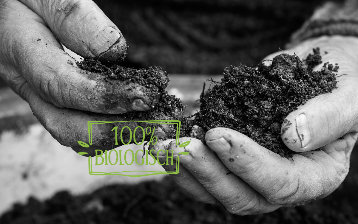 Biologische Extra Vierge Olijfolie - TheOliveLabel.shop